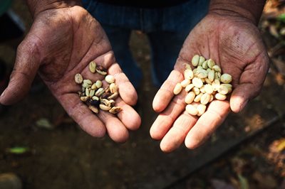 Fair trade Coffee bean in hands 