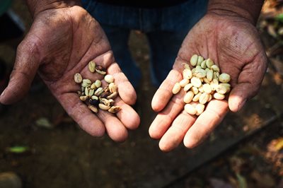 Fair trade Coffee bean in hands