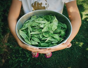 Woman holding large metal bowl of fresh green basil