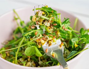 Lentil in a salad in a bowl and on a fork.